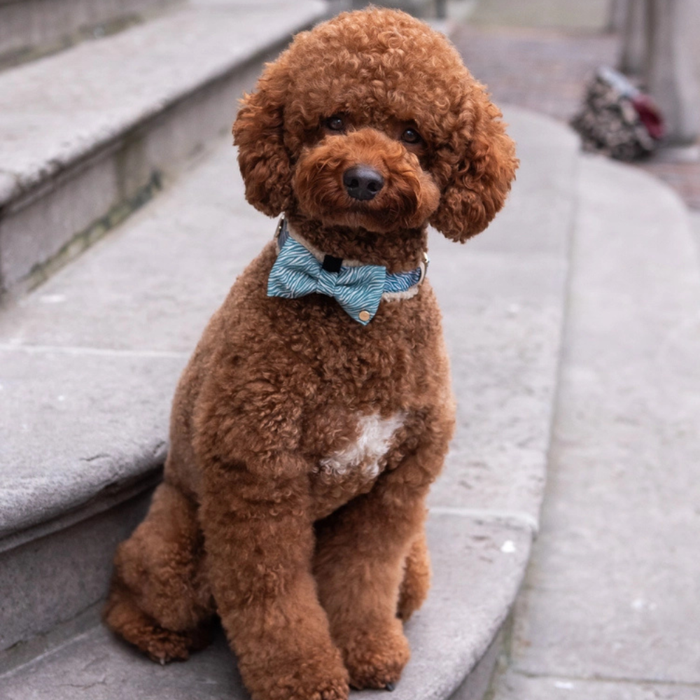 Tragebild Halsband Teddy Nobu - floofs & cookies