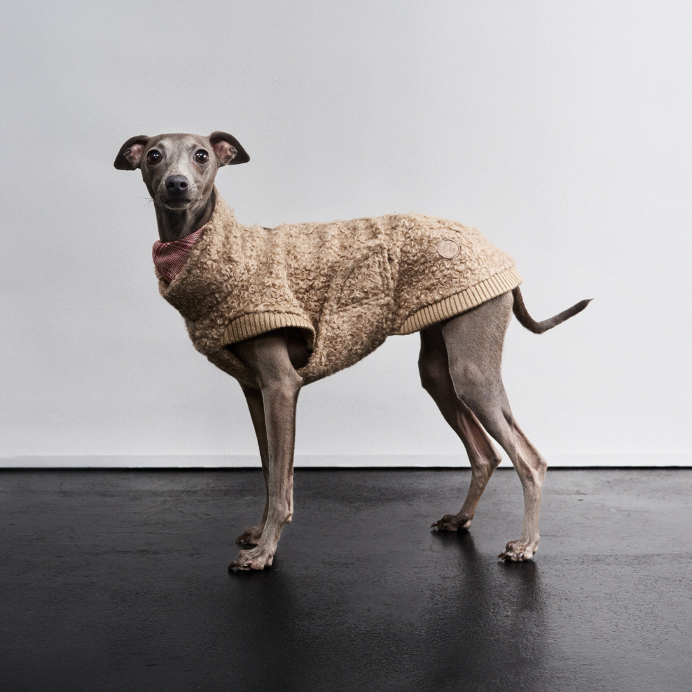 Tragebild Hund mit Cloud7 Hundepullover Gotland Sandy Brown