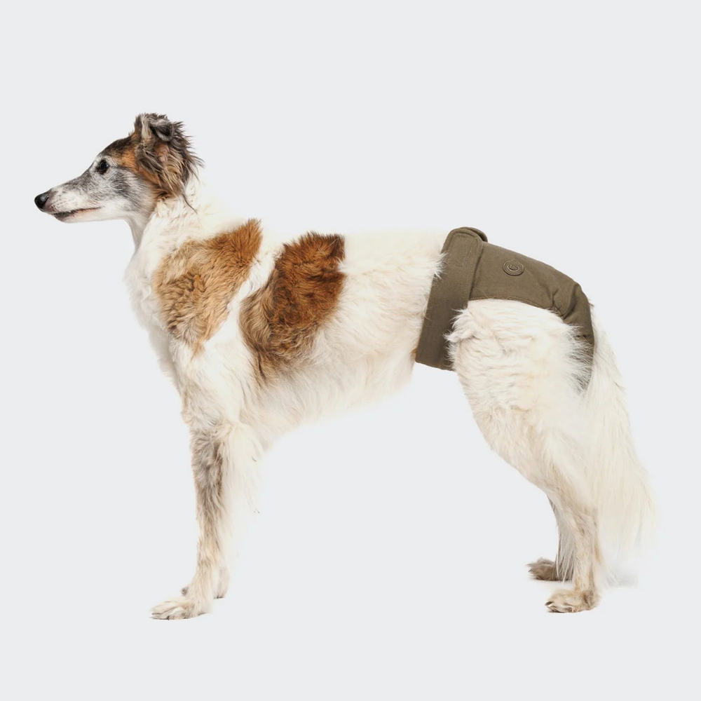 Tragebild Hund mit Cloud7 Läufigkeitshöschen OLIVE