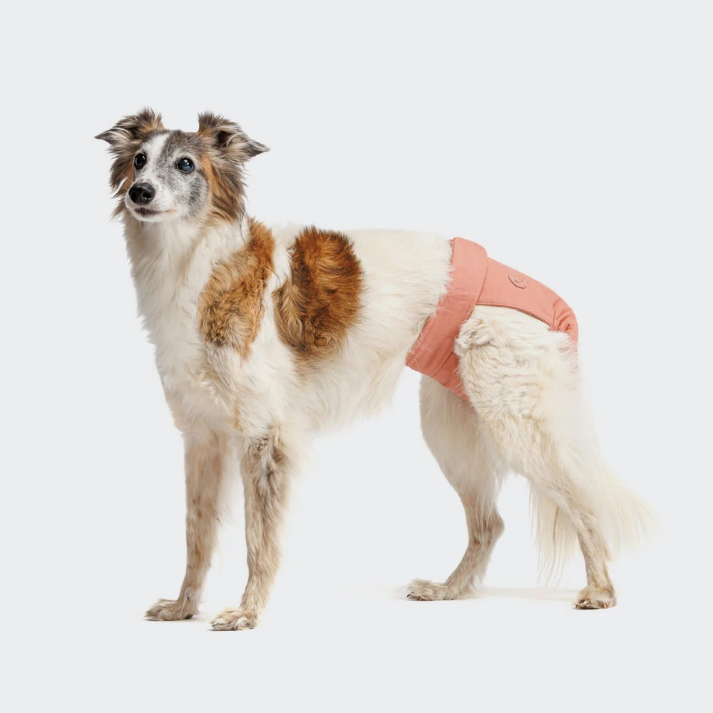 Tragebild Hund mit Cloud7 Läufigkeitshöschen ROSE