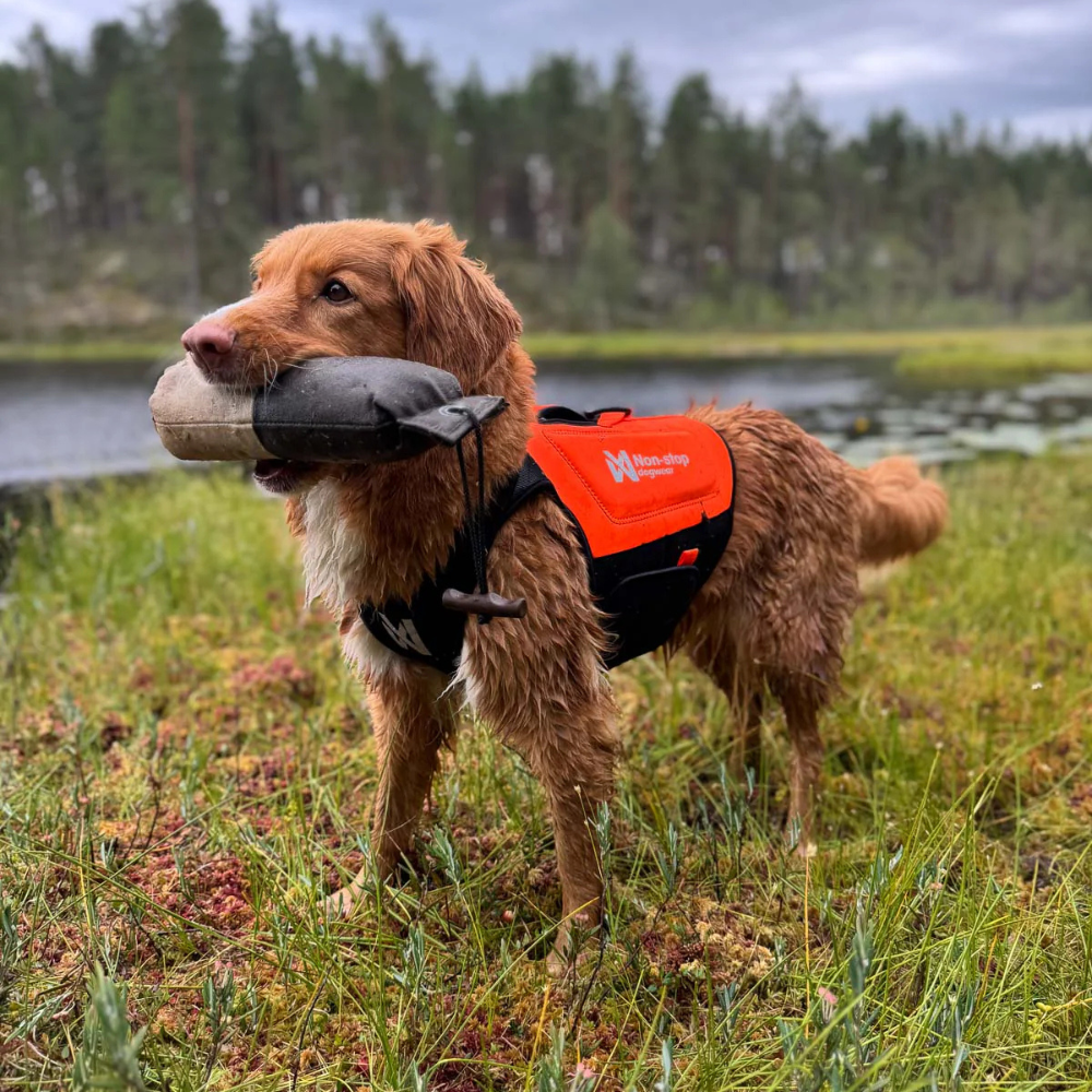 Tragebild Hund mit Neonprenweste Protector neoprene vest Orange - non-stop dogwear