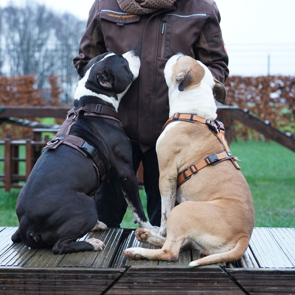 Tragebild Hunde mit annyx Hundegeschirr Fun OPEN Braun | Braun & Braun | Bernstein