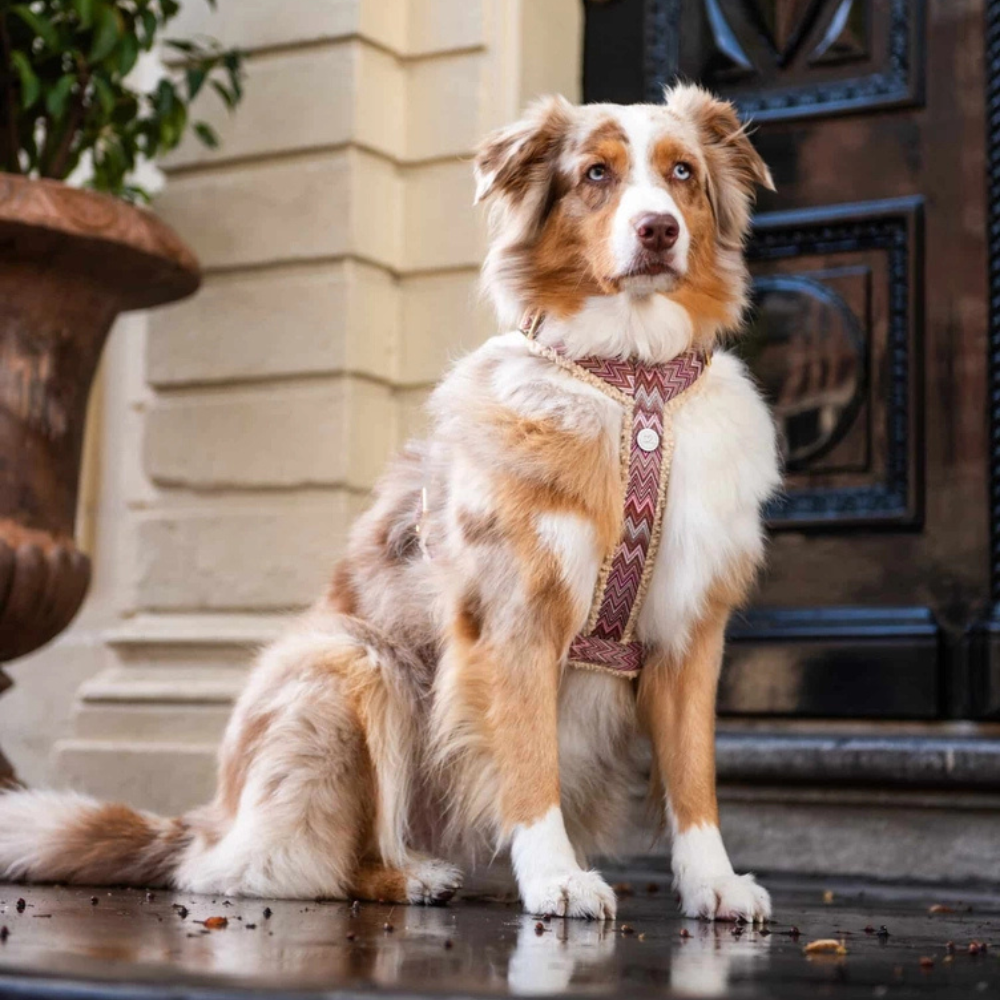 Tragebild Hundegeschirr Teddy Berry - floofs & cookies
