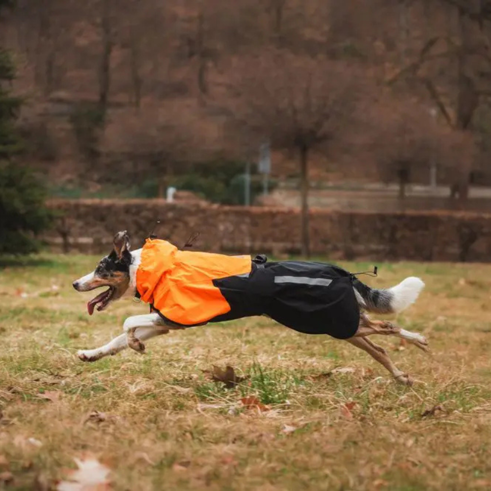Tragebild Hunderegenmantel FJORD Raincoat 2.0 Orange/Black - non-stop dogwear