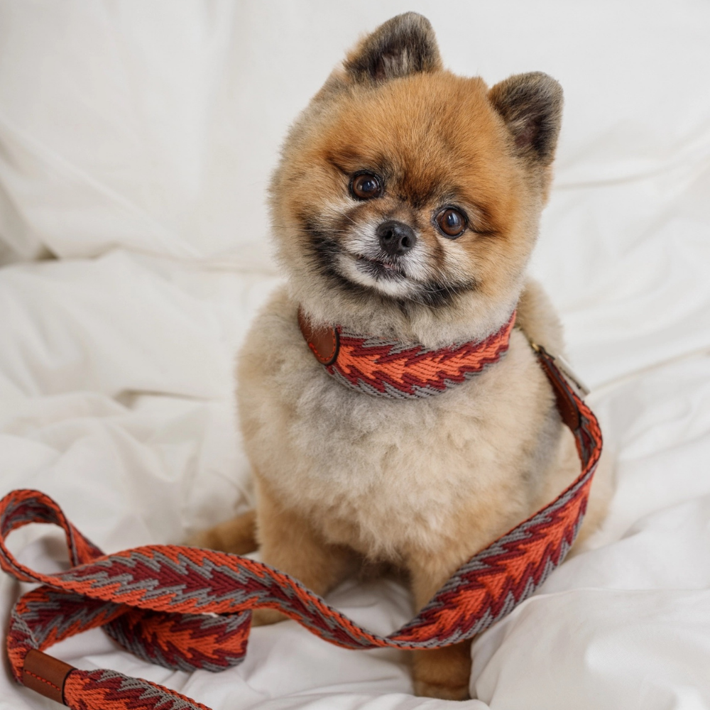 Tragebild Set Hundleine & Halsband Peruvian Arrow ORANGE - Buddys Dogwear