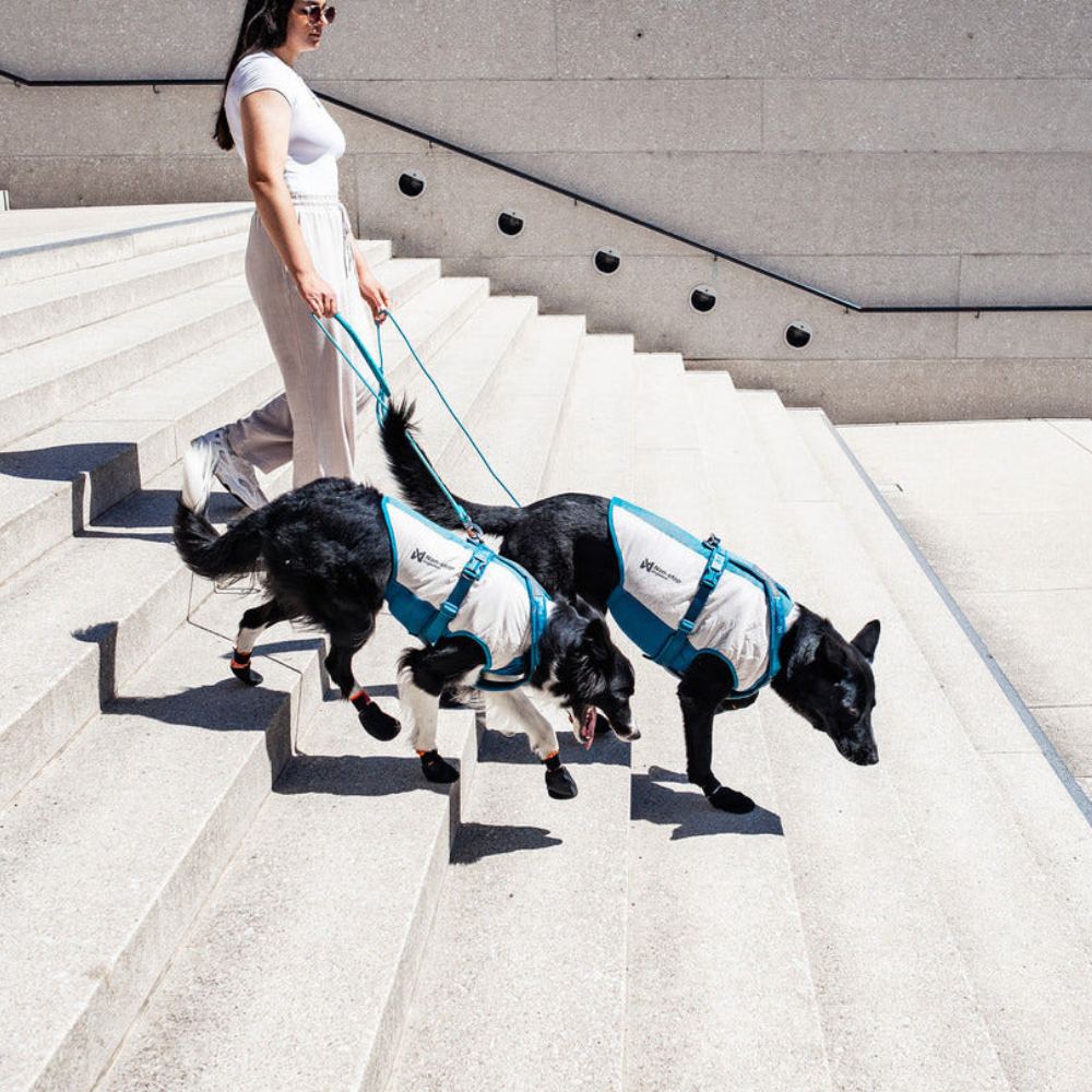 Tragebild mit Geschirr, Leine & Kühlweste Cooling pull-on vest - non-stop dogwear®