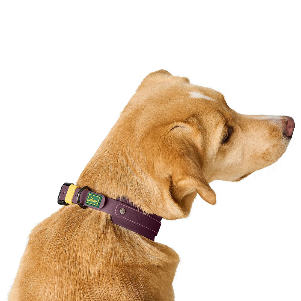 Tragebild von hinten Hund mit Halsband Havanna Brombeer - HUNTER
