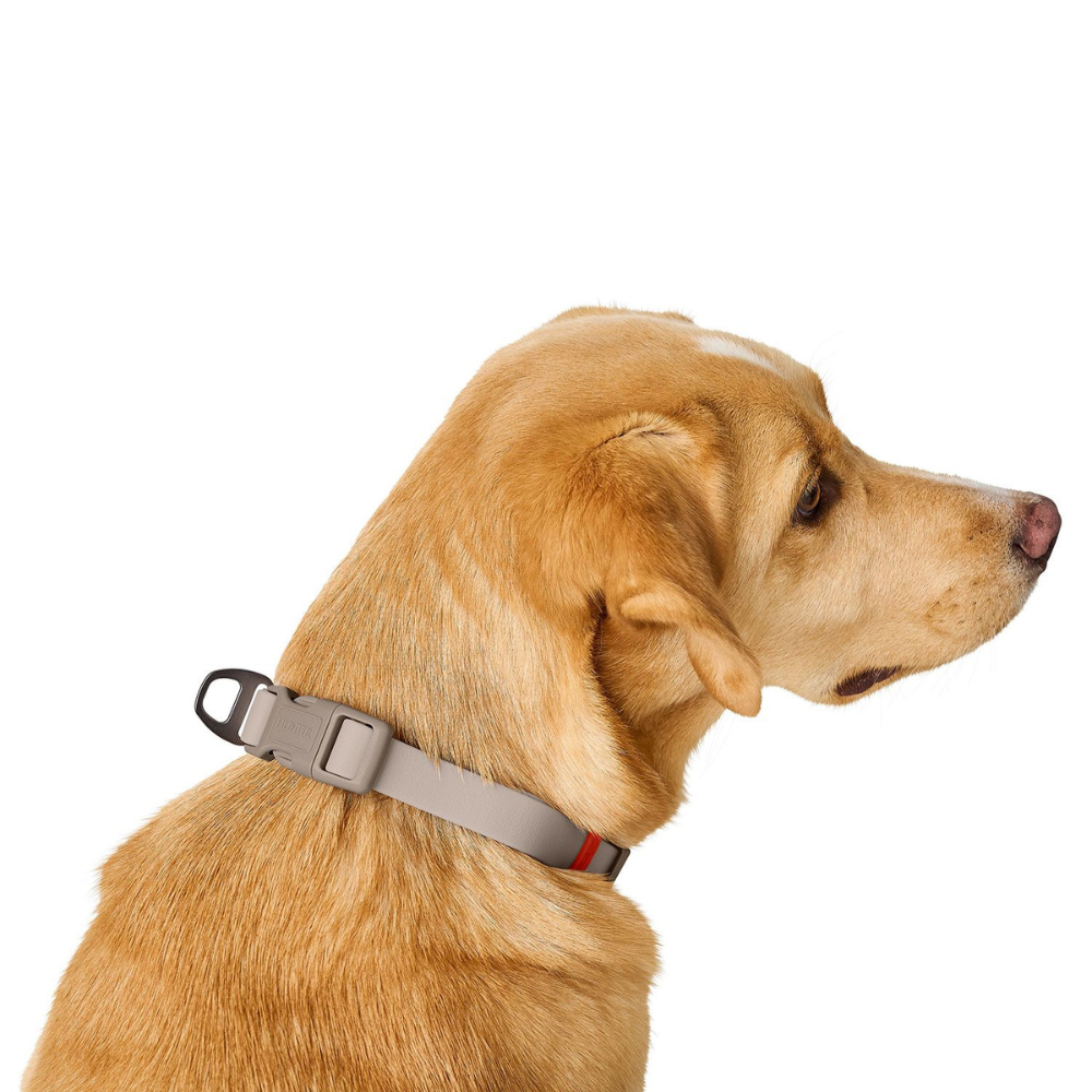 Tragebild von hinten Hund mit Halsband Havanna Greige Steckverschluß - HUNTER