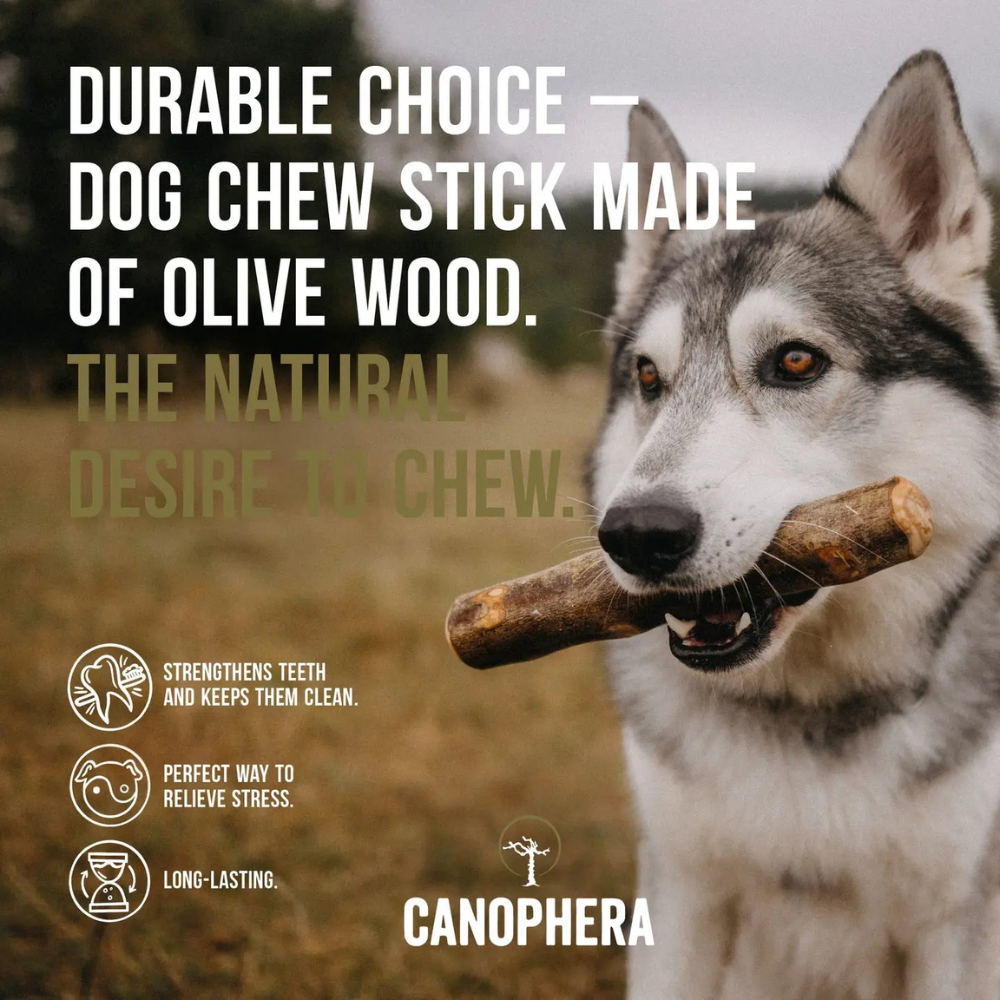 Vorteile Hundekaustab aus Olivenholz - Canophera
