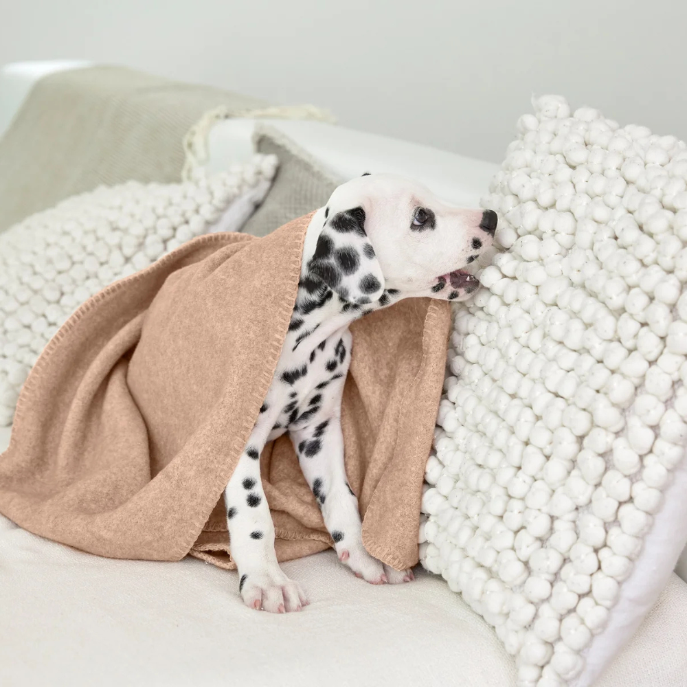 Welpe mit Hundedecke Mathilda ahorn 70 cm x 90 cm - PALOPA