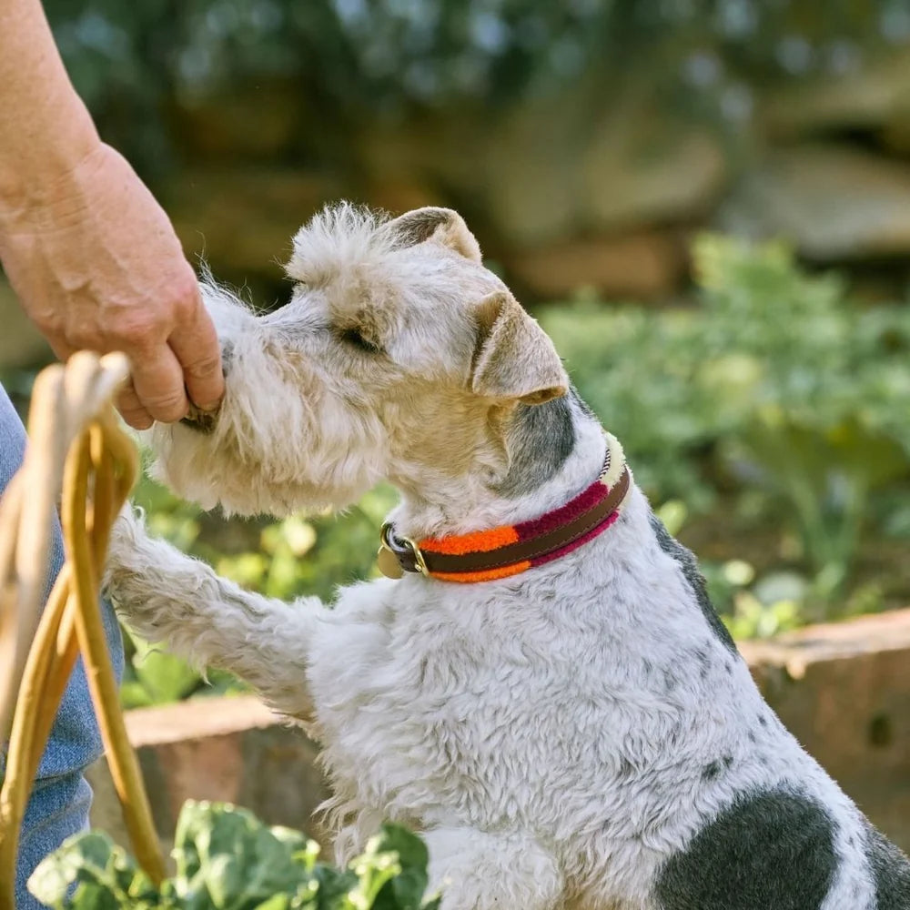 Chommies POMM POMM Adjustable Collar Autum für kleine Hunde & Welpen