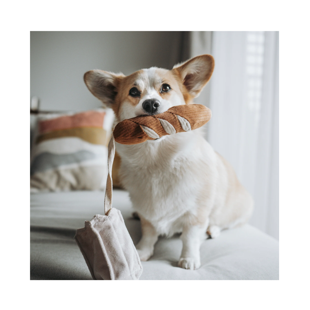 Corgi mit Schnüffelspielzeug Baguette MINI - Lambwolf Collective