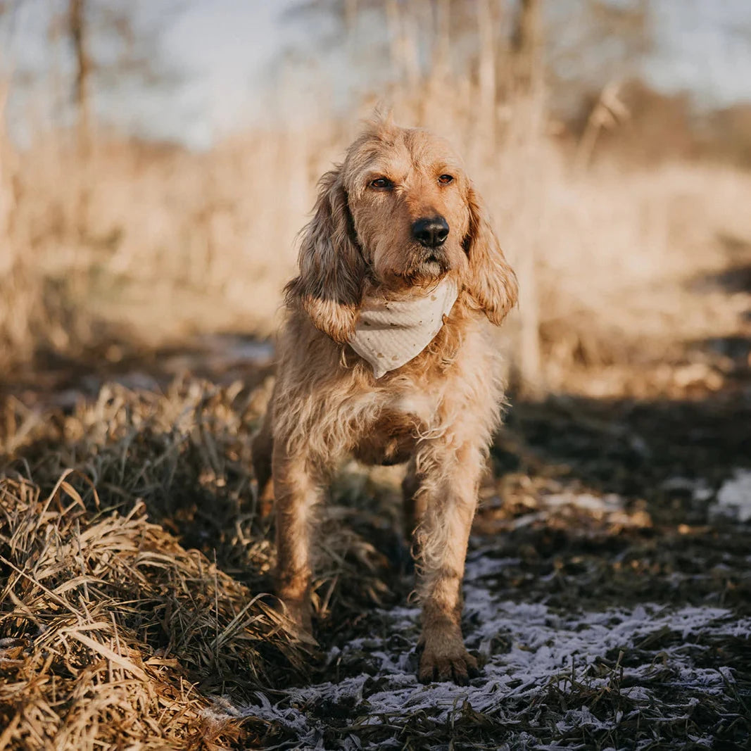 Tragebild mittlerer Hund Musselin Halstuch "LITTLE HEARTS" - Lieblingspfote