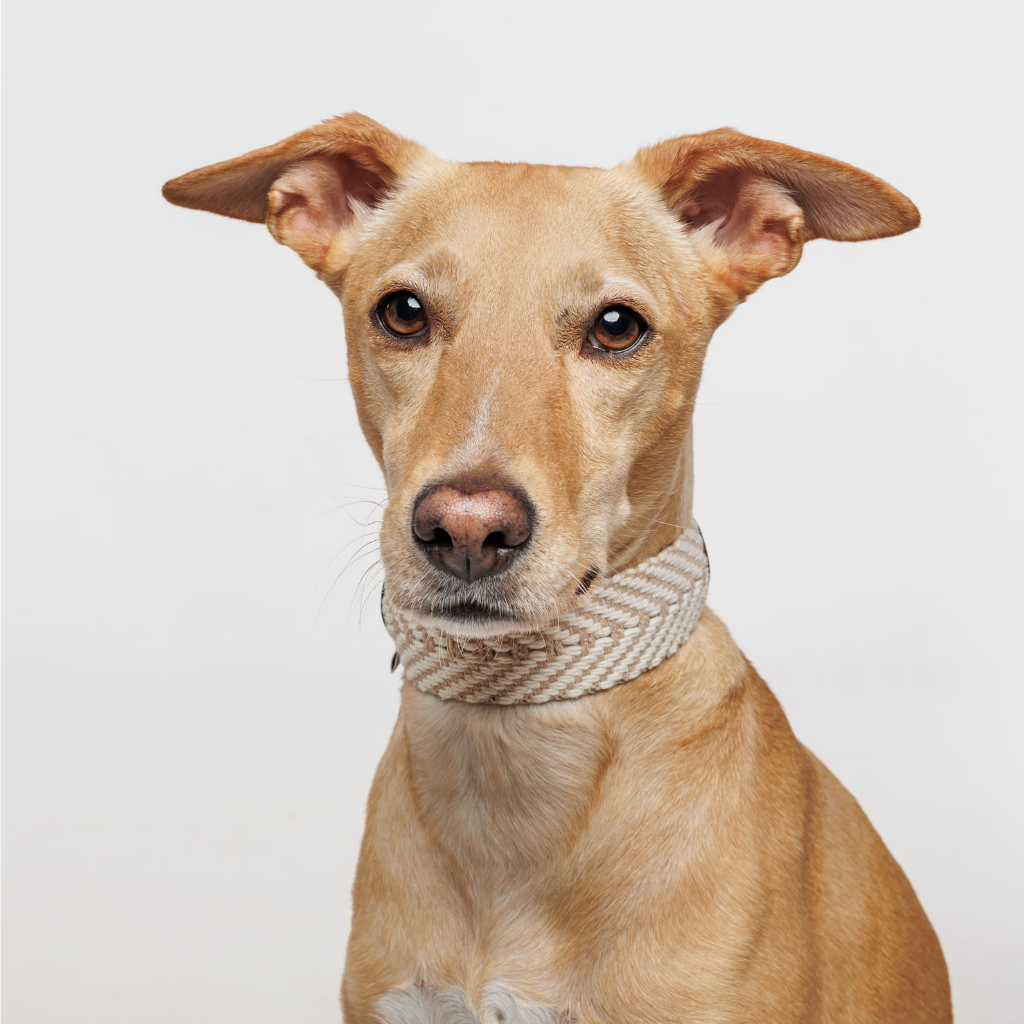 Tragebild Halsband Portixol Sand - Summer Edition - Buddys Dogwear