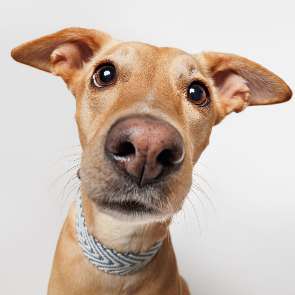 Tragebild Halsband Portixol Sea - Summer Edition - Buddys Dogwear