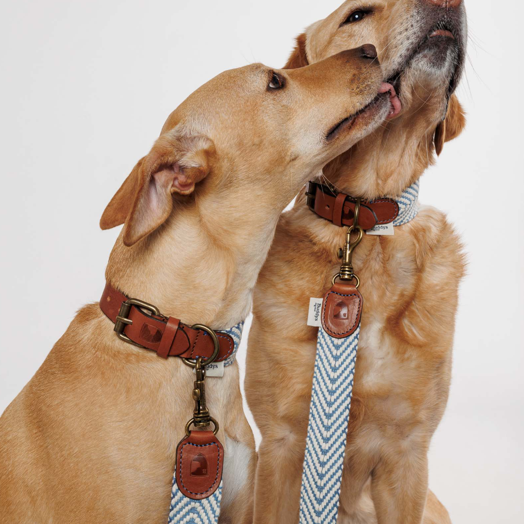 Hunde mit Halsband Portixol Sea - Summer Edition - Buddys Dogwear