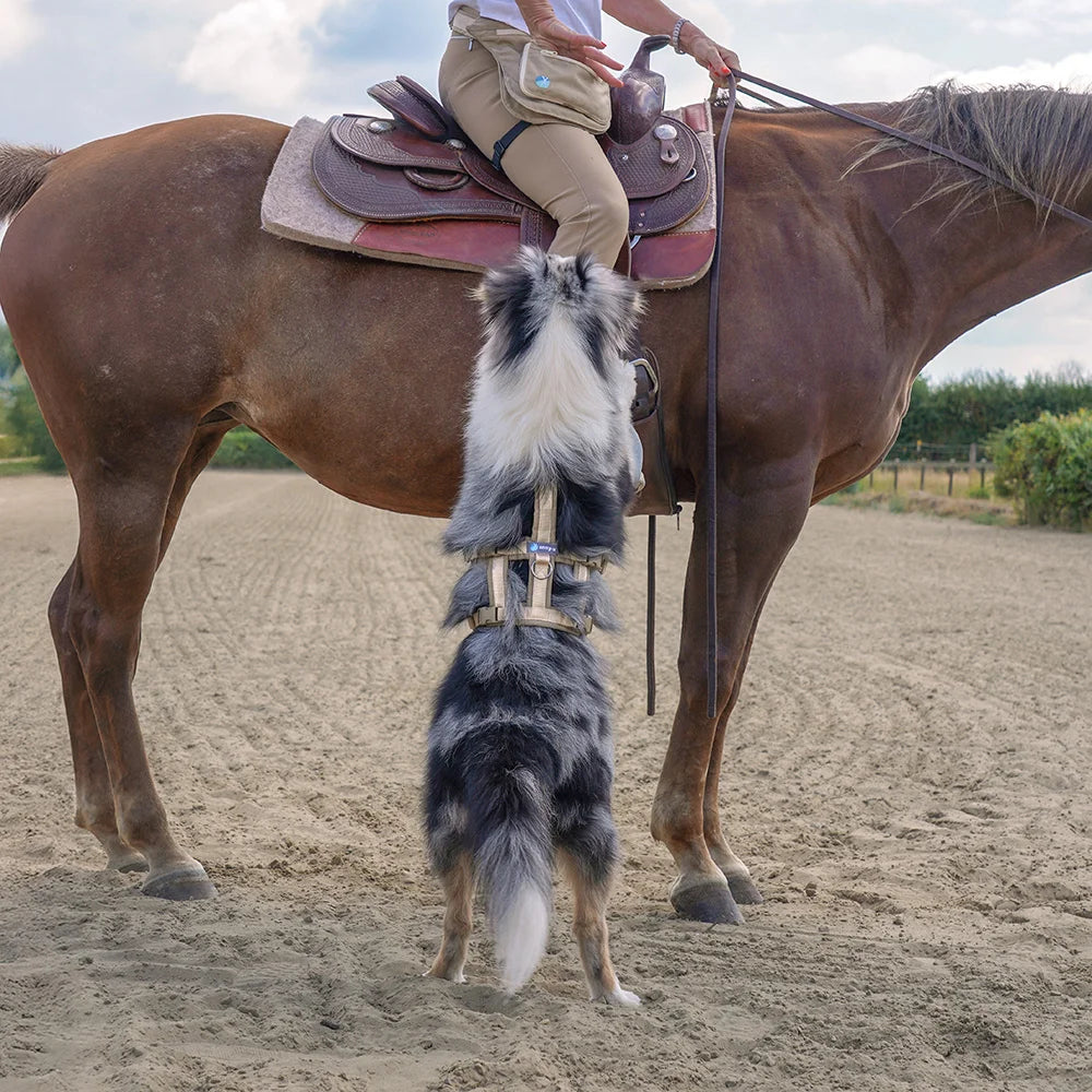 annyx Hundegeschirr SAFETY FUN