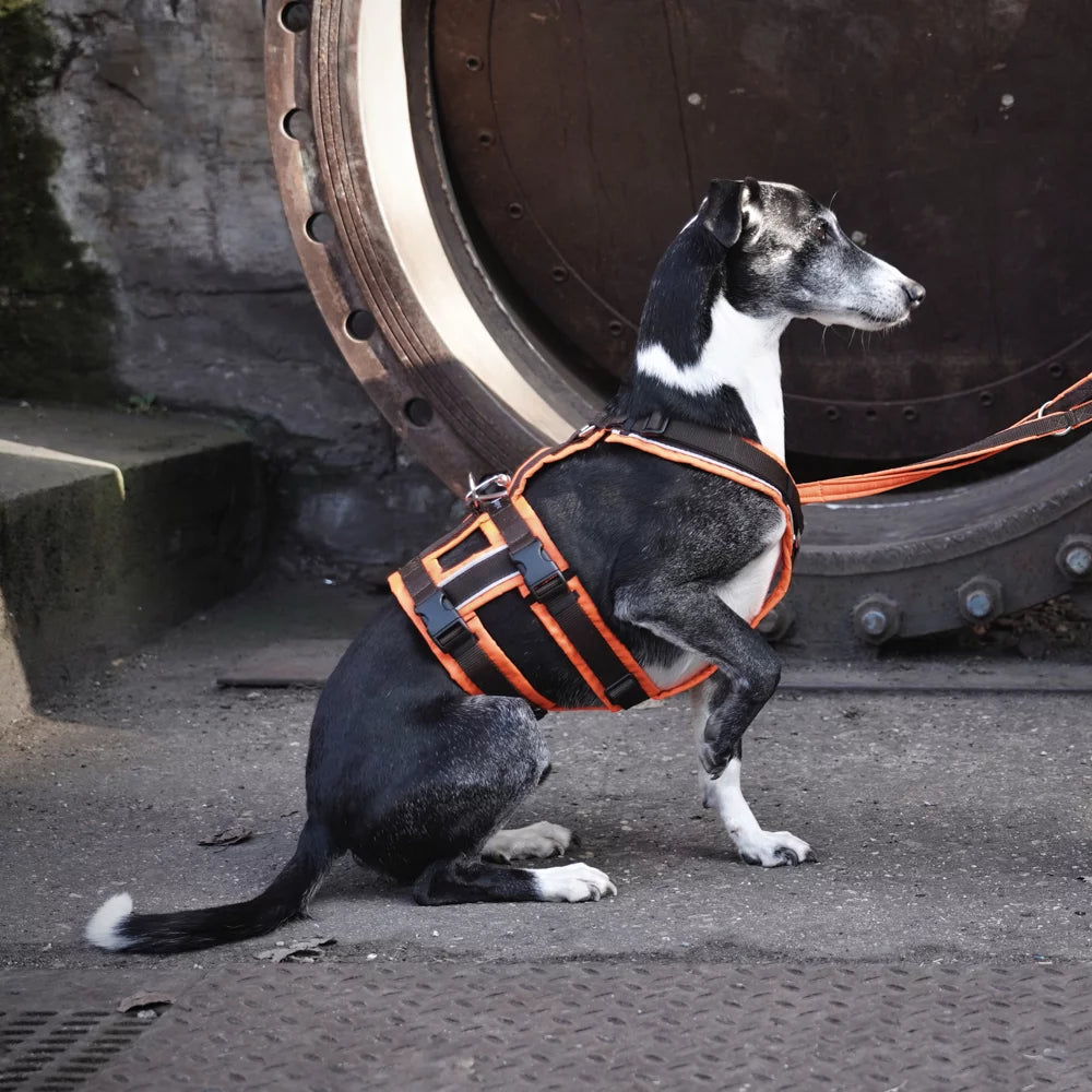 Tragebild Hundegeschirr SAFTY PROTECT orange/braun - annyx