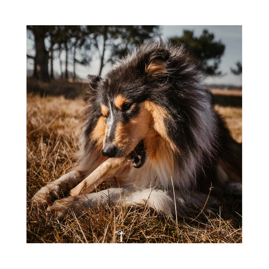 Hund mit Hundekaustab aus Kaffeeholz - Canophera