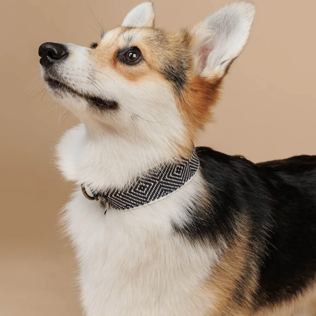 Tragebild Halsband Capri Party Night - Buddys Dogwear