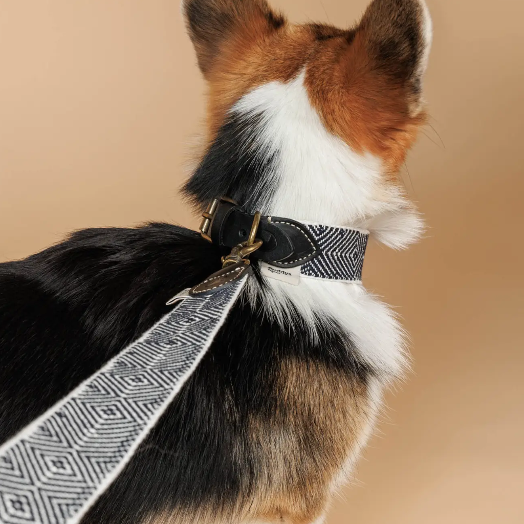 Set Hundeleine & Halsband Capri Party Night - Buddys Dogwear