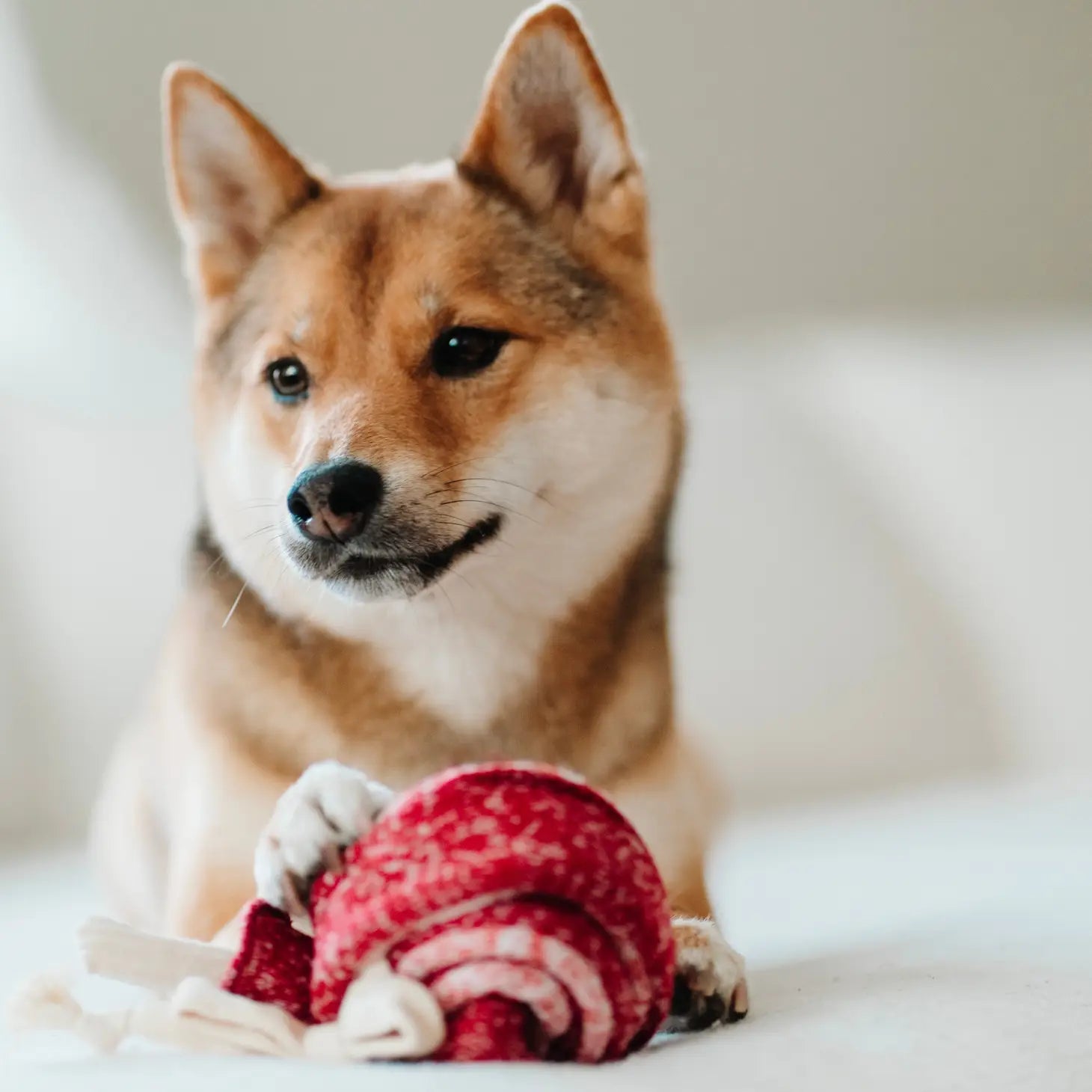 Hund mit Schnüffelspielzeug Lollipop - Lambwolf Collective