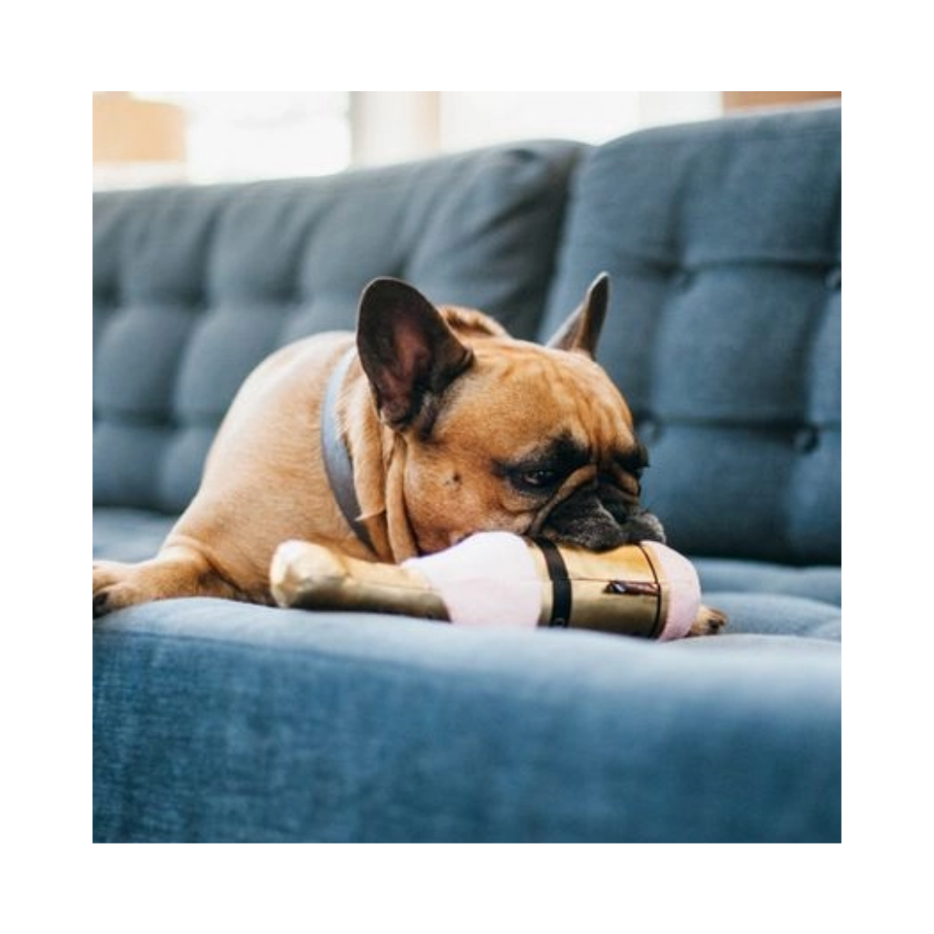 Hund mit P.L.A.Y Hundespielzeug Champagner Bubbly Muttscato