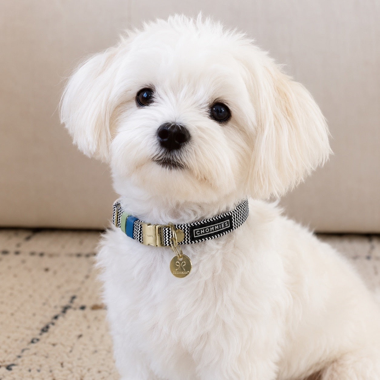 Chommies Adjustable Puppy Collar Halsband Muizies