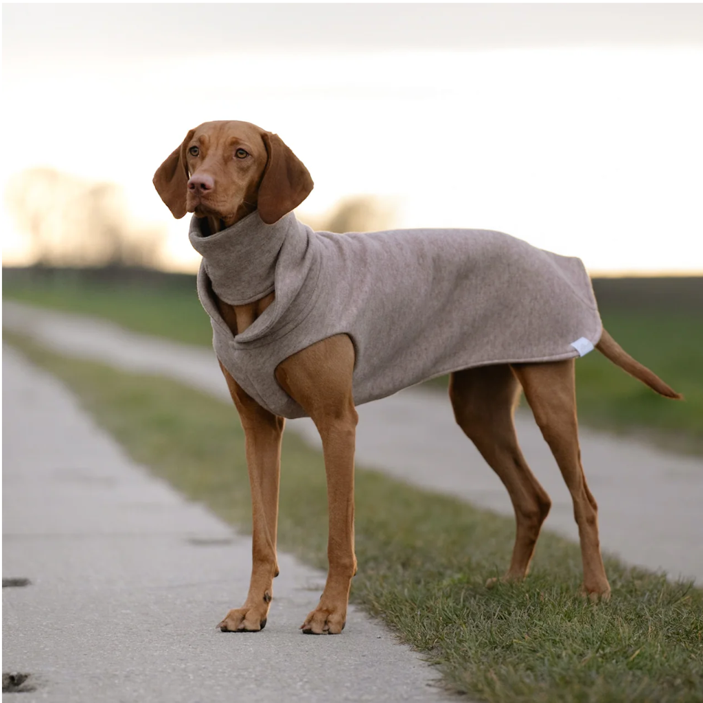 Tragebild Hund mit Hundepullover CosyShirt light Strick Zimt - Goldhund