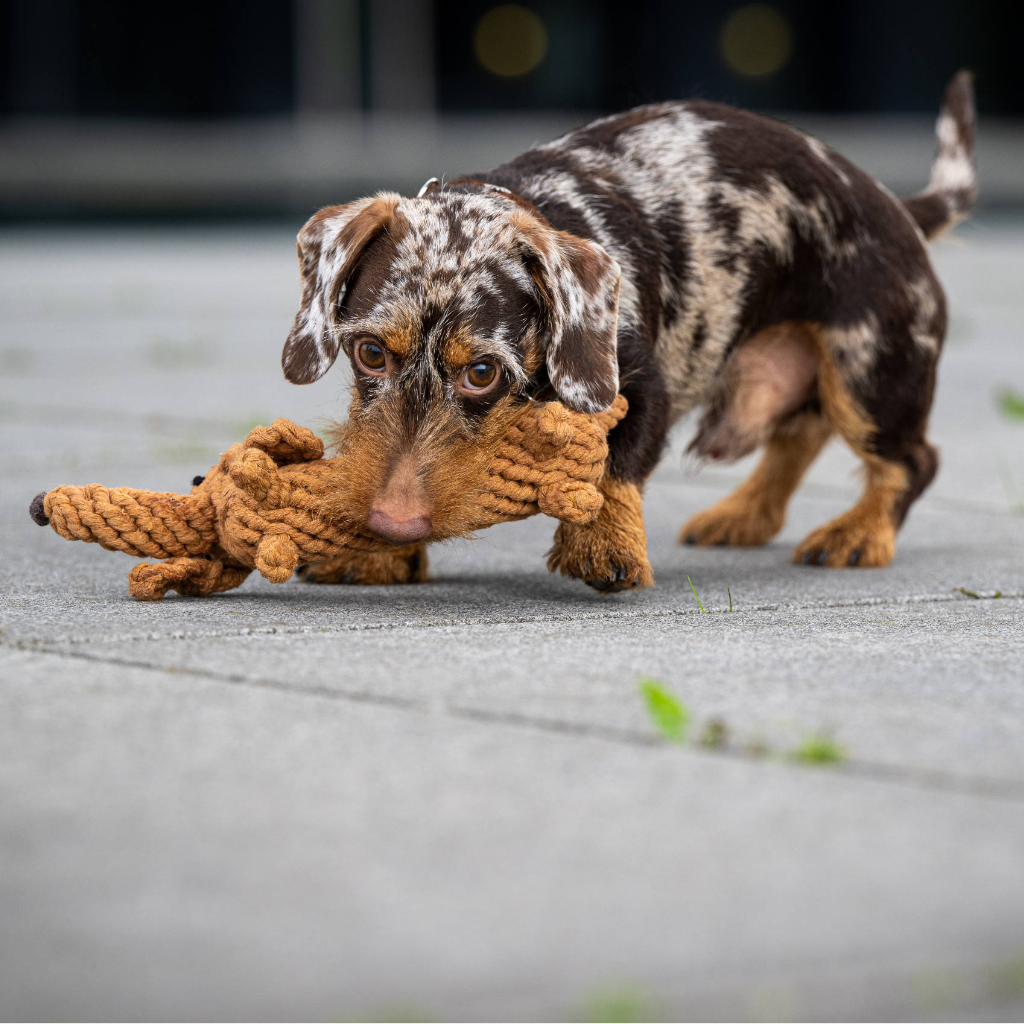 Hundekauspielzeug Dackel Diego