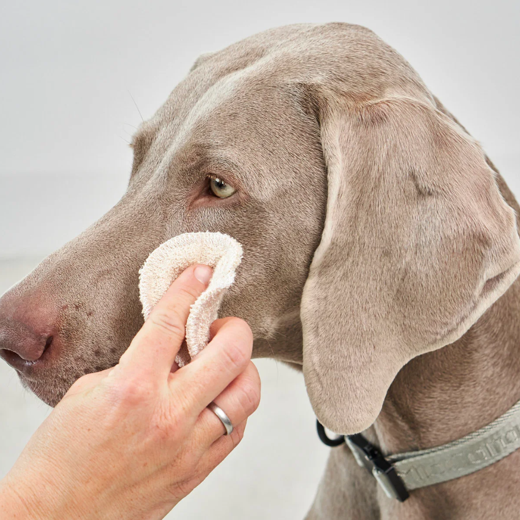 Hund mit MiaCara Dischetto – wiederverwendbare Reinigungspads