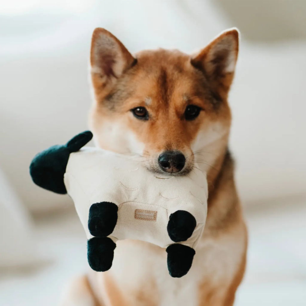 Hund mit Hundespielzeug Schaf DOLLY weiß - Lambwolf Collective