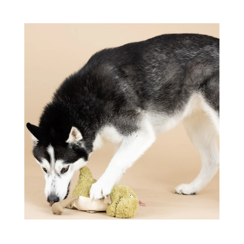 Hund mit Hundespielzeug Small Arms, Big Heart I Earth Friendly 2 - PetShop by Fringe Studio