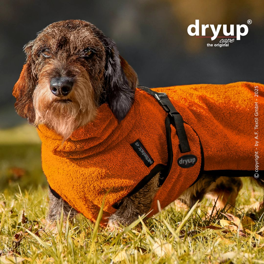 Tragebild Hundebademantel DRYUP Cape Dackel Clementine - actionfactory