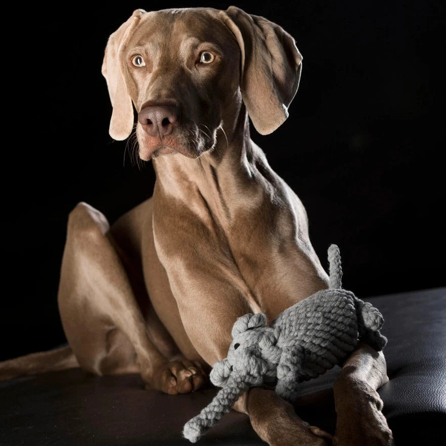 Hundekauspielzeug Elefant Elton