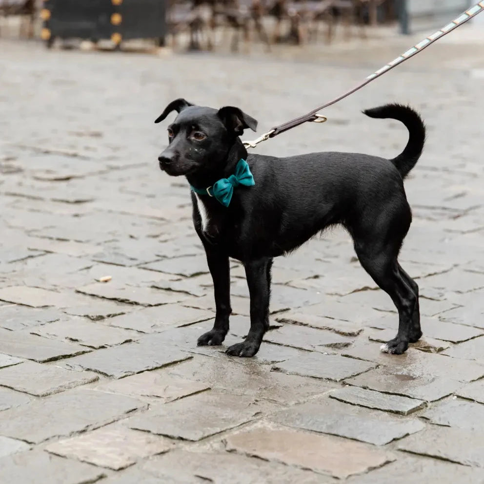 Tragebild Fliege VELVET Emerald - Kentucky Dogwear