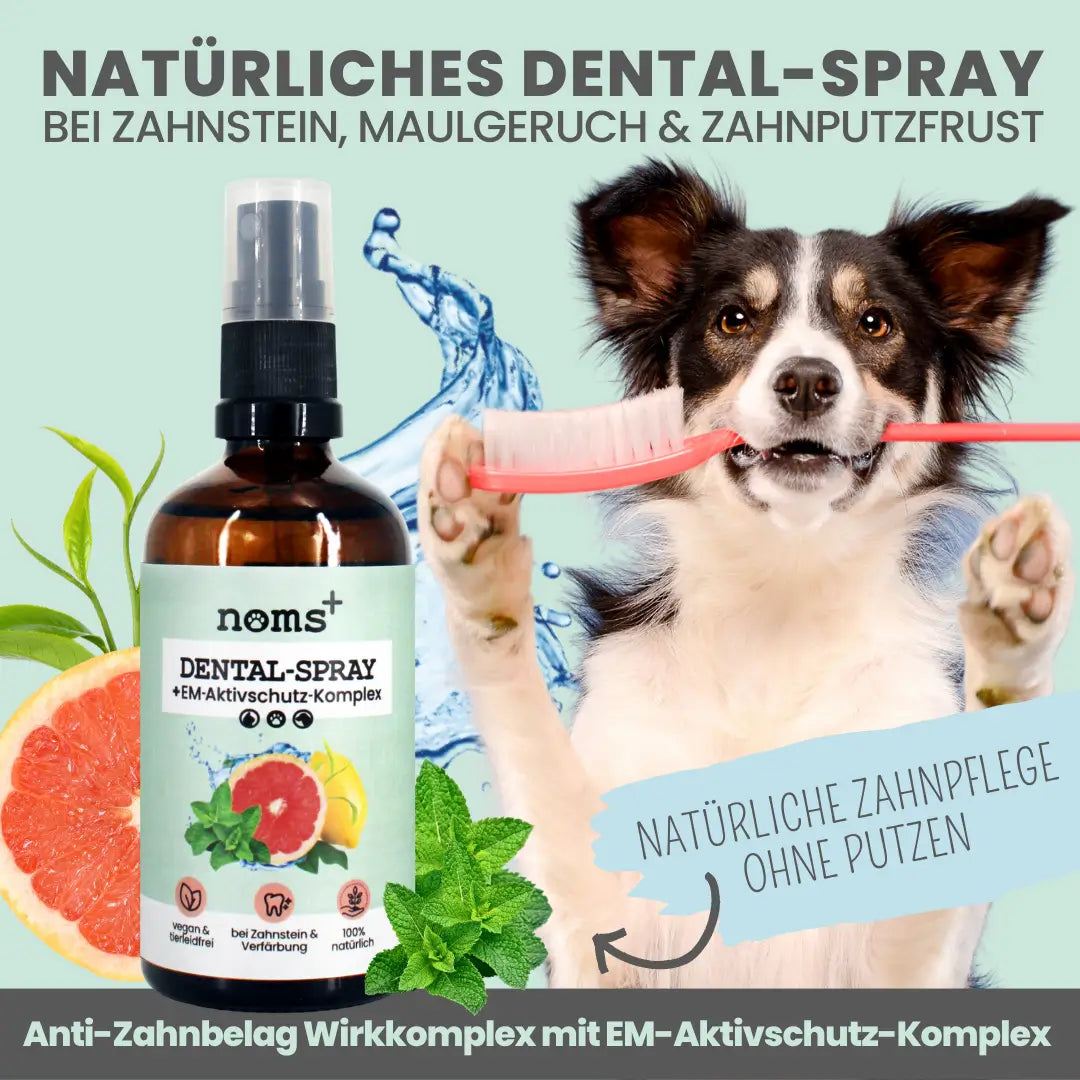 noms+ Dental-Spray bei Zahnstein