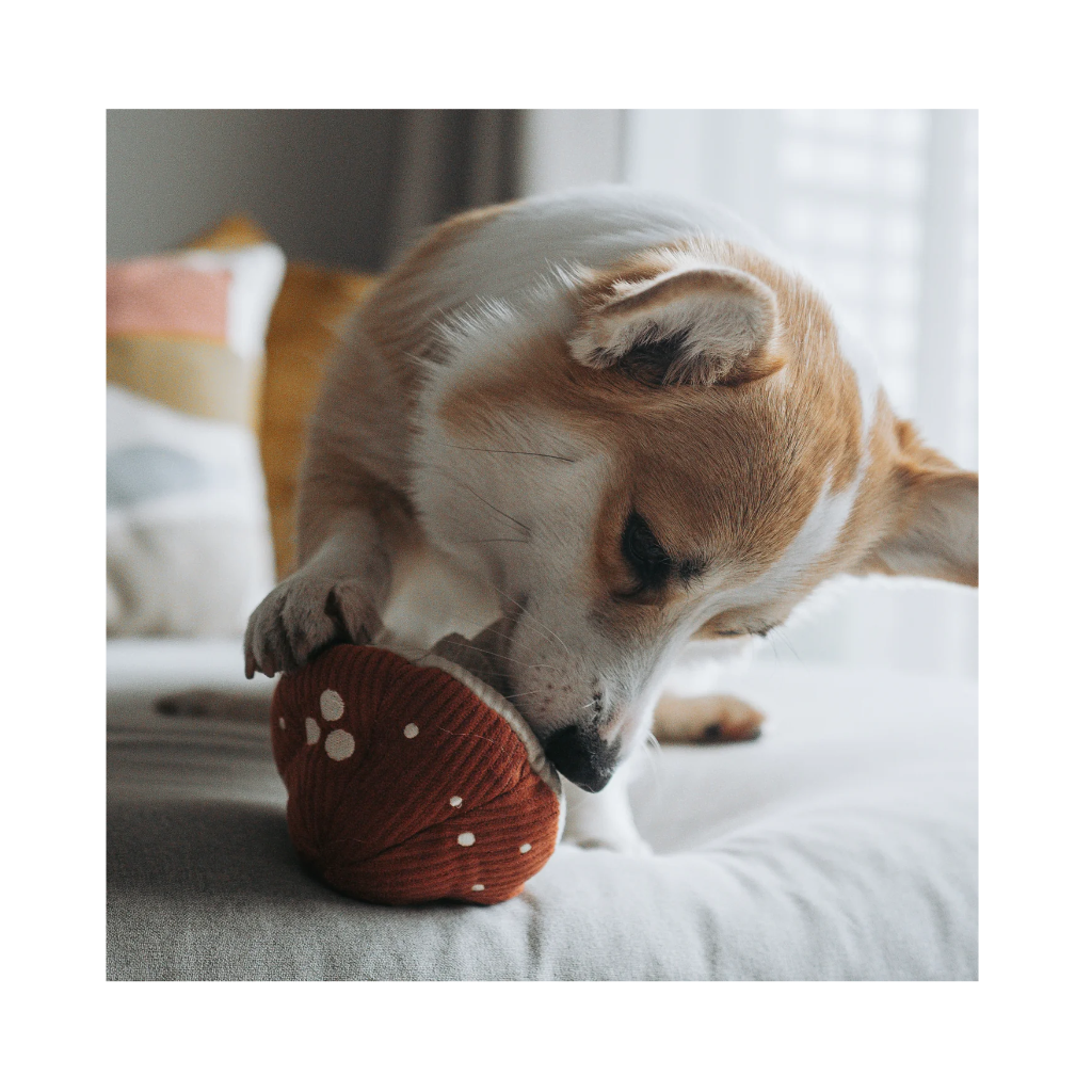 Corgi mit Schnüffelspielzeug Fliegenpilz Shroom - Lambwolf Collective