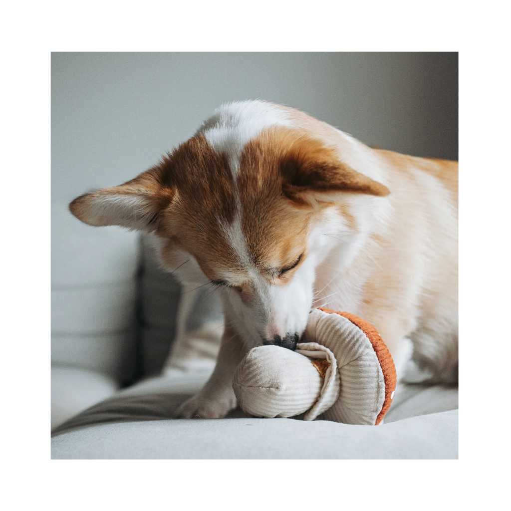 Corgi mit Schnüffelspielzeug Fliegenpilz Shroom 2 - Lambwolf Collective