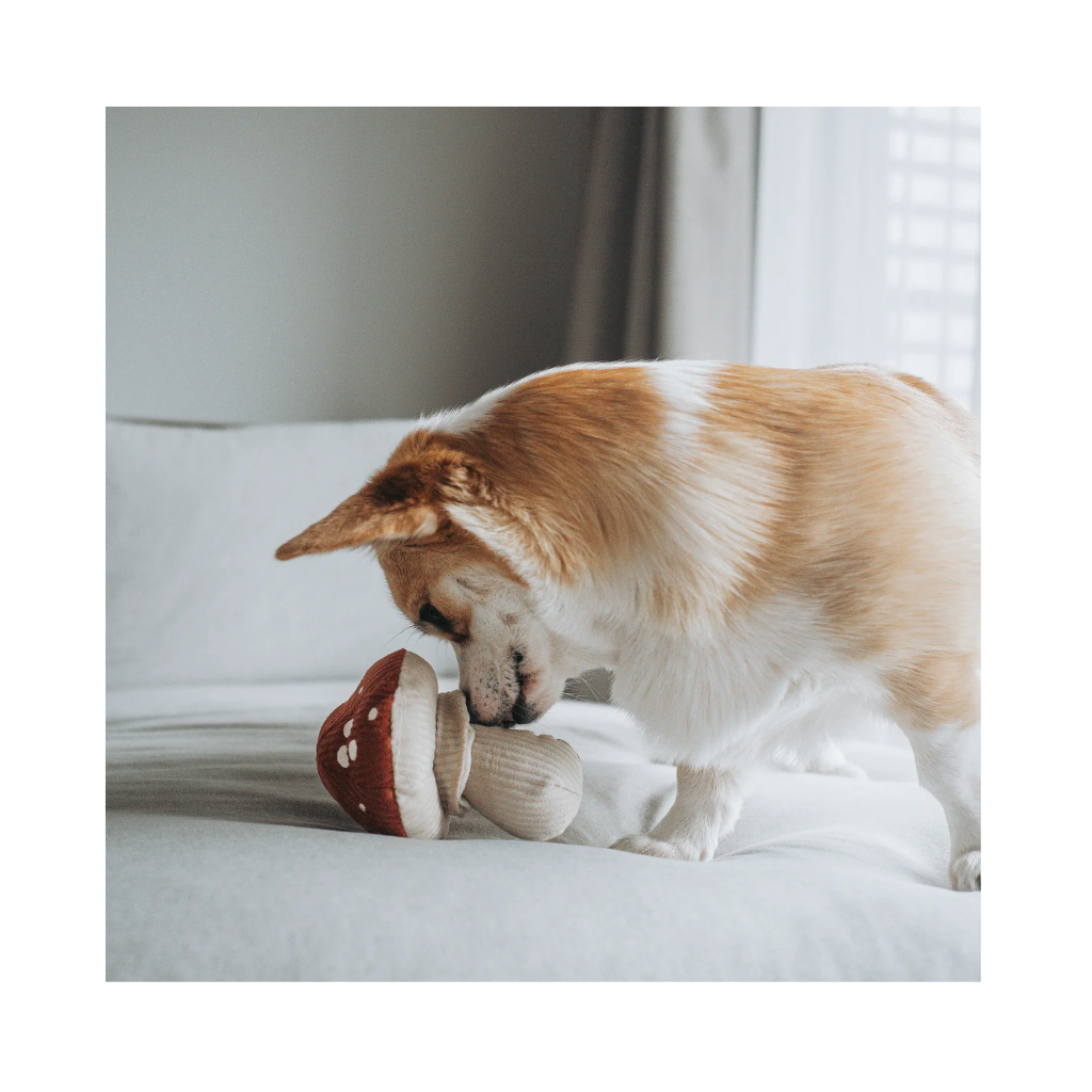 Corgi mit Schnüffelspielzeug Fliegenpilz Shroom 3 - Lambwolf Collective