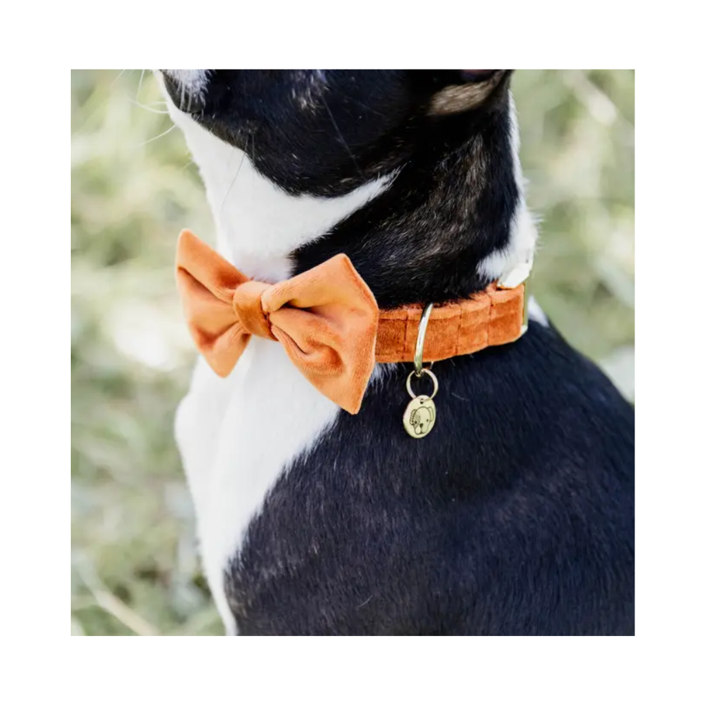 Fliege VELVET Orange