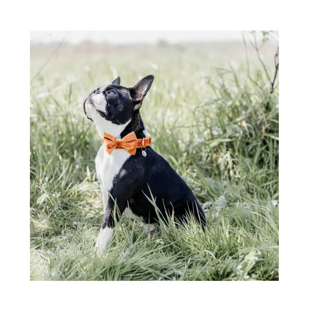 Fliege VELVET Orange