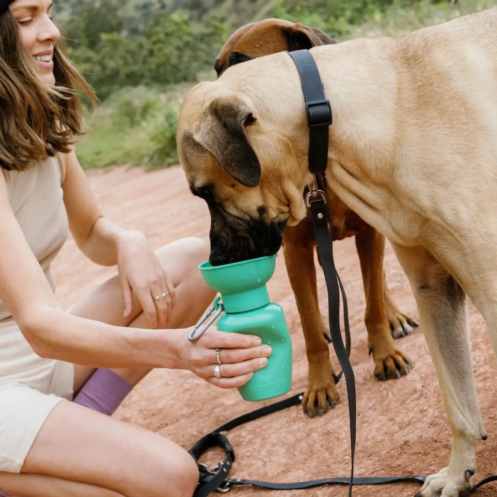 Hunde Unterwegs mit Reisetrinkflasche Flip Hundeflasche GREEN - Springer