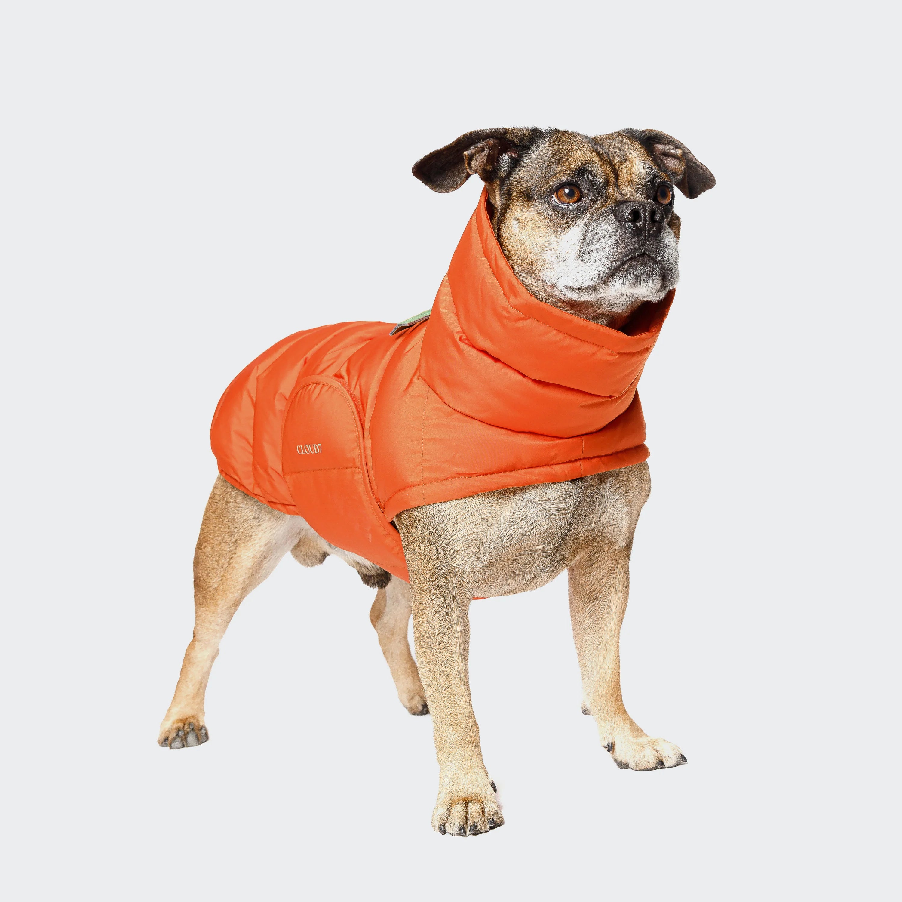 Cloud7 Hundemantel Winter ALASKA Franz. Bulldogge Burnt Orange