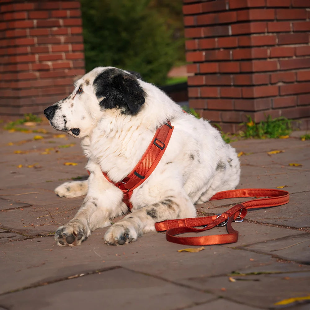 annyx Führleine Bolt Fun