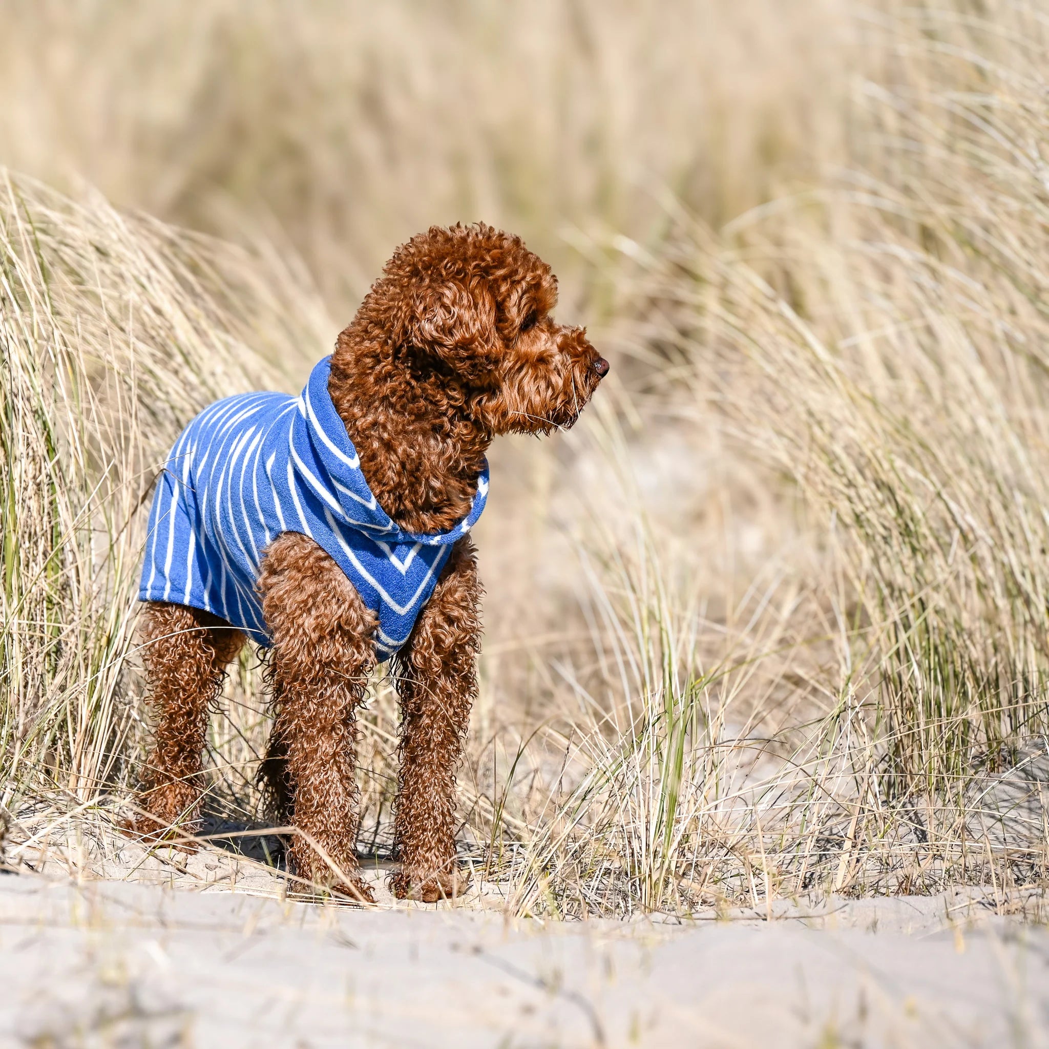 Tragebild Hundebademantel CosyShirt Küstenblau gestreift in den Dünen - Goldhund