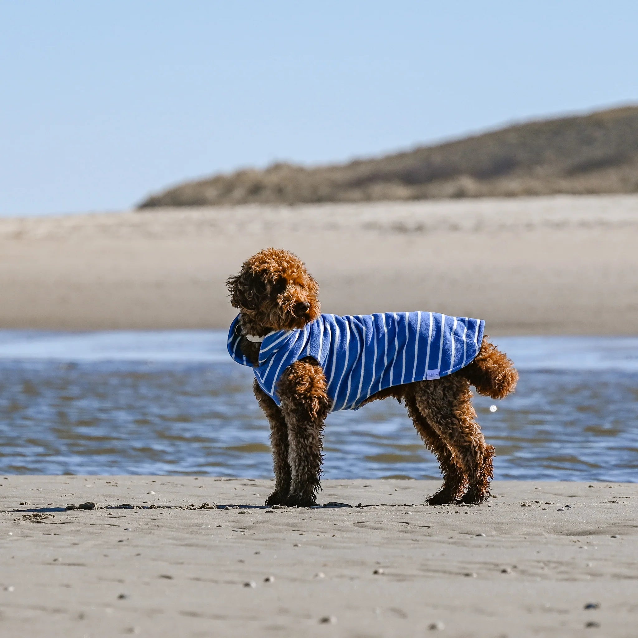 Tragebild Hundebademantel CosyShirt Küstenblau gestreift am Strand - Goldhund