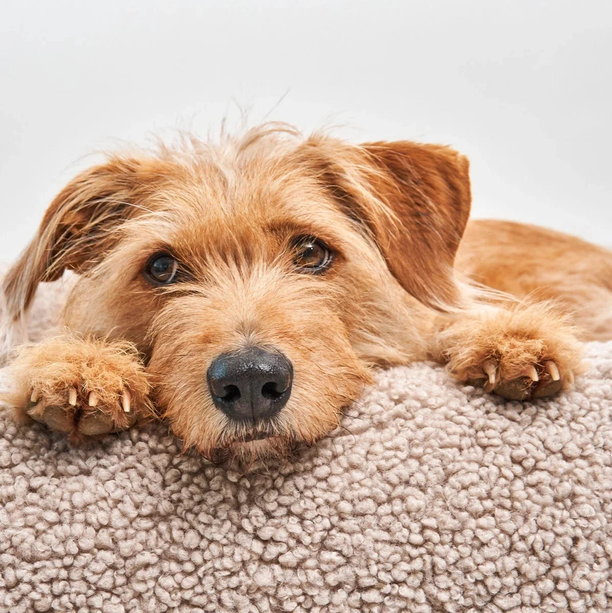 Hund in MiaCara Hundebett Senso greige