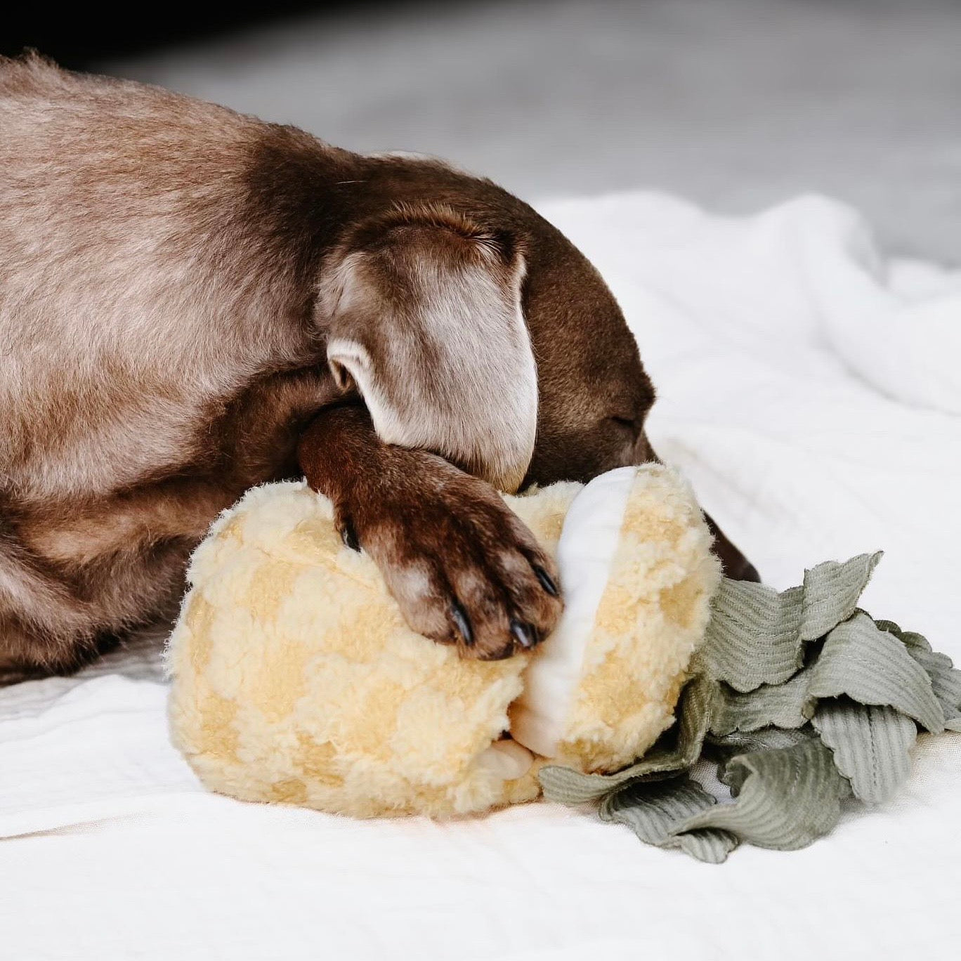 großer Hund mit Schnüffelspielzeug Ananas Pineapple Pop - Lambwolf Collective
