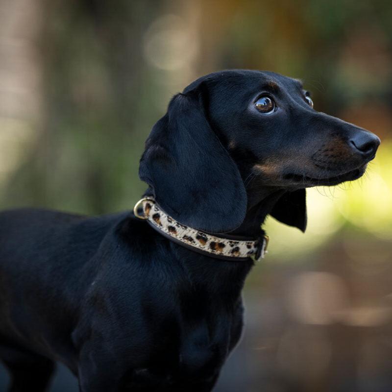 Halsband Afrika Gepard MINI